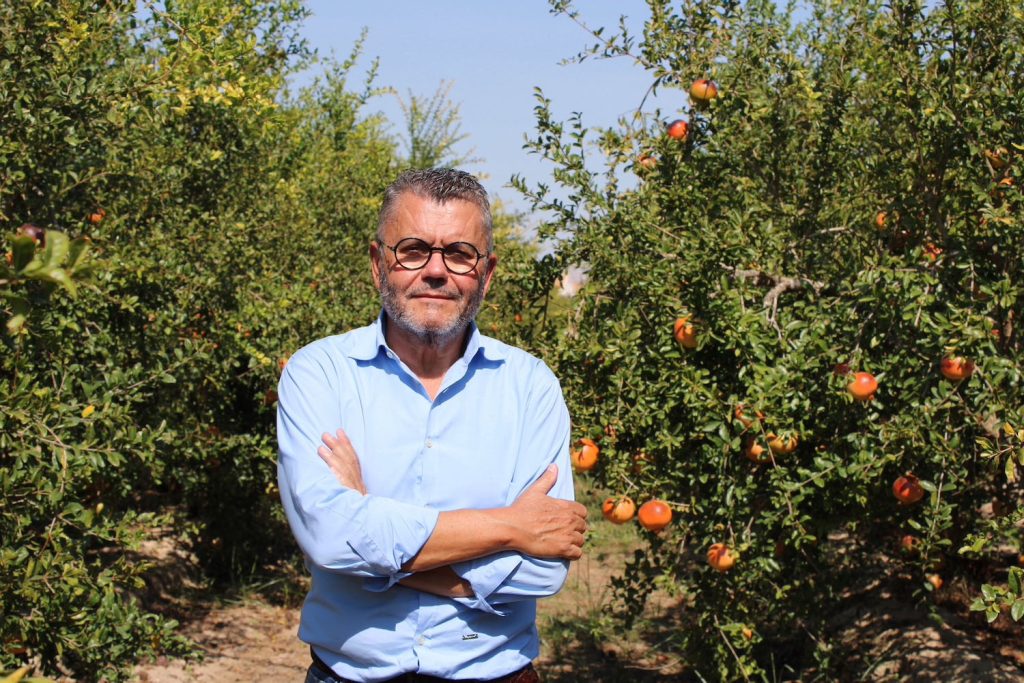 Granada mollar de elche. Reina de las granadas